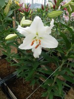 [5538 PO41 LUN 3245 No01.JPG]